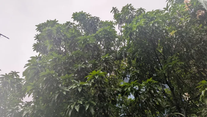 ভারী বর্ষণ