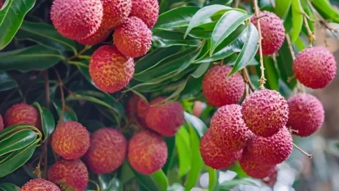 লিচুর উপকারিতা ও অপকারিতা