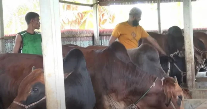 হবিগঞ্জে আদর্শ গরুর খামার
