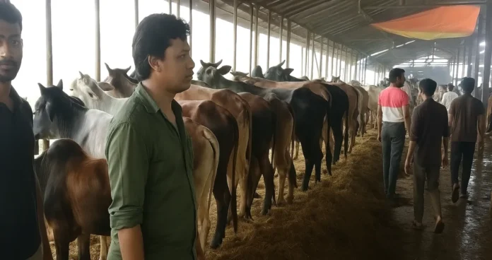 লালাবাজার গরুর হাটে দেশি গরুর চাহিদা তুঙ্গে, দাম কিছুটা বেশি