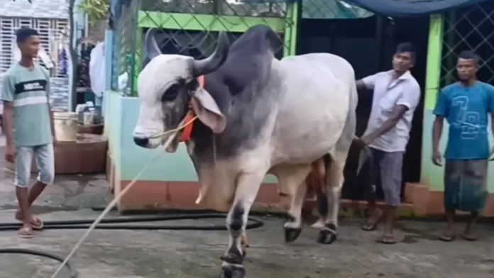 এবারের ঈদে দেশজুড়ে ৯১ লাখের বেশি পশু কোরবানি