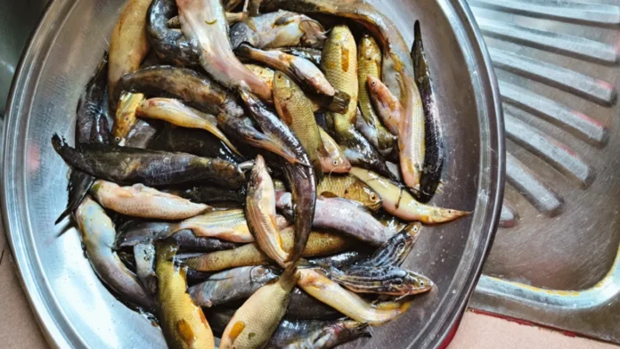 বরগুনায় চায়না জালে নিধন হচ্ছে ডিমওয়ালা দেশীয় মাছ
