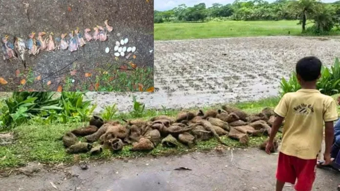 ঝালকাঠিতে গাছ কেটে ৫০০-র বেশি বাবুই পাখির ছানা হত্যার অভিযোগ