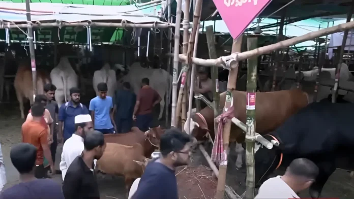 ঈদের আগের দিন ঢাকার পশুর হাটে আবেগঘন দৃশ্য