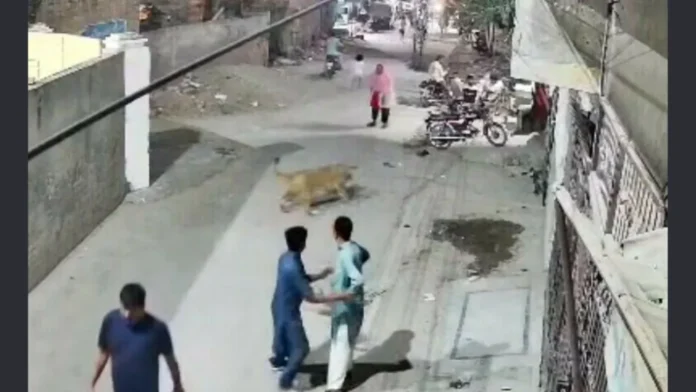 লাহোরে সিংহের হামলা, নারী ও দুই শিশু আহত