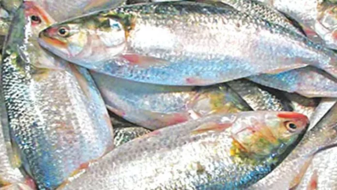 দুর্গাপূজায় ভারতে ১২০০ টন ইলিশ রপ্তানির অনুমোদন দিয়েছে সরকার