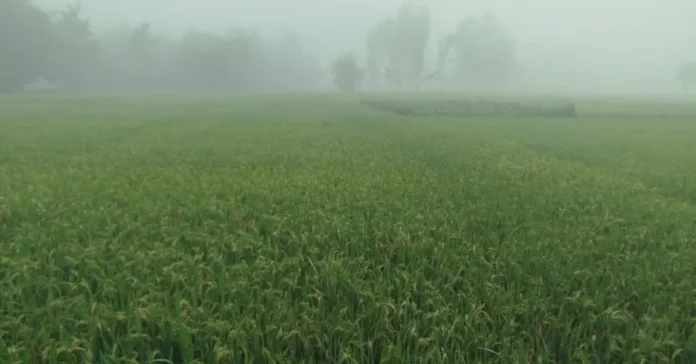নভেম্বর–জানুয়ারিতে ১০টি শীতপ্রবাহ, তিনটি শক্তিশালী হতে পারে