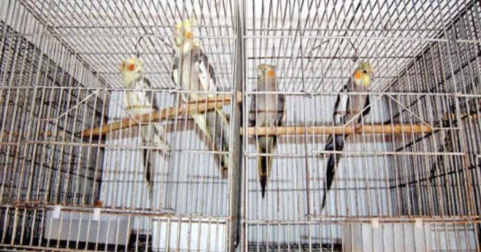 খুলনায় অবাধে বন্যপ্রাণী বিক্রি, প্রশাসনের নজর এড়িয়ে চলছে ব্যবসা